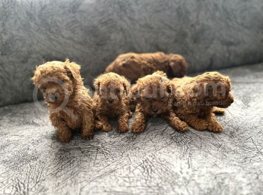 Irk Ve Sağlık Garantili Kore Toy Poodle Bebeklerim görsel