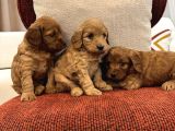 Red Maltipoo Bebeklerim
