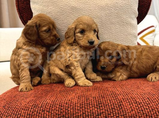 Red Maltipoo Bebeklerim görsel