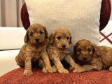 Red Maltipoo Bebeklerim