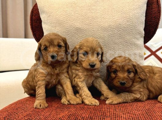 Red Maltipoo Bebeklerim görsel