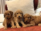 Red Maltipoo Bebeklerim