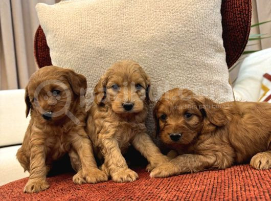 Red Maltipoo Bebeklerim görsel