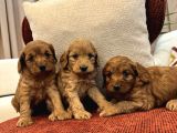 Red maltipoo bebeklerim
