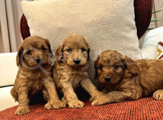 Red Maltipoo Bebeklerim