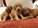 Red Maltipoo Bebeklerim