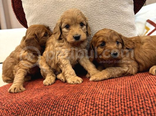 Red Maltipoo Bebeklerim görsel