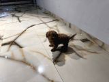 UYGUN FİYATLI TOY POODLE-arayınız