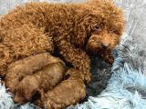 Kore Kan Toy Poodle