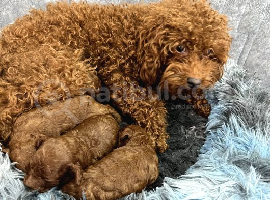 Kore Kan Toy Poodle görsel