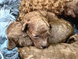Kore Kan Toy Poodle