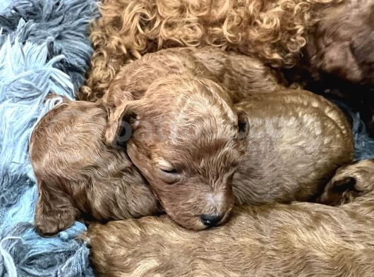 Kore Kan Toy Poodle görsel