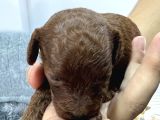 Kore Kan Toy Poodle