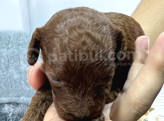 Kore Kan Toy Poodle görsel
