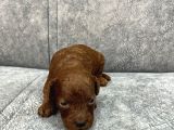 Kore kan Toy Poodle