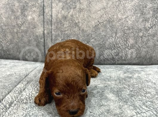 Kore Kan Toy Poodle