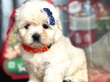 Aşili Maltese Terrier