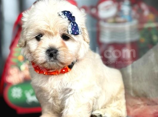 Aşili Maltese Terrier görsel