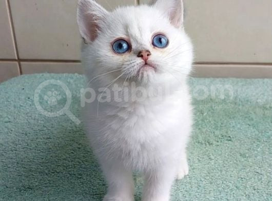 Güzel Gözlüm Silver British Shorthair görsel