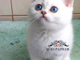 Güzel Gözlüm Silver British Shorthair