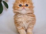 Sarı Kafa Golden Scottish Fold Longhair Ny12