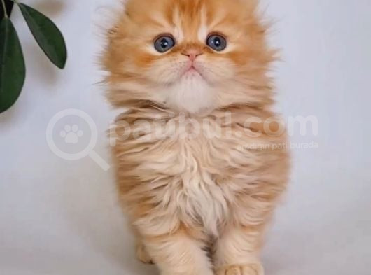 Sarı Kafa Golden Scottish Fold Longhair Ny12 görsel