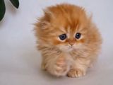 Sarı Kafa Golden Scottish Fold Longhair Ny12