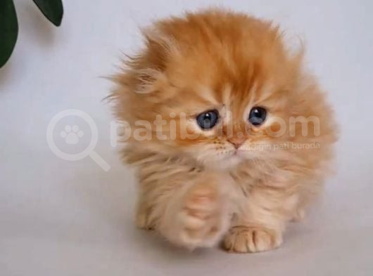 Sarı Kafa Golden Scottish Fold Longhair Ny12 görsel