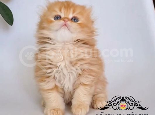 Sarı Kafa Golden Scottish Fold Longhair Ny12