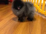 Özel Renk Teddy Face Pomerani̇an Aşili Mi̇ni̇ Bebekler