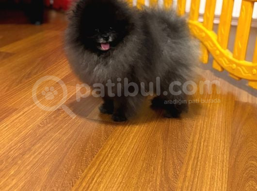 Özel Renk Teddy Face Pomerani̇an Aşili Mi̇ni̇ Bebekler görsel