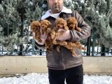 MÜKEMMEL KALİTE TOY POODLE YAVRULAR BELGELİ MAĞZAMIZ ANK