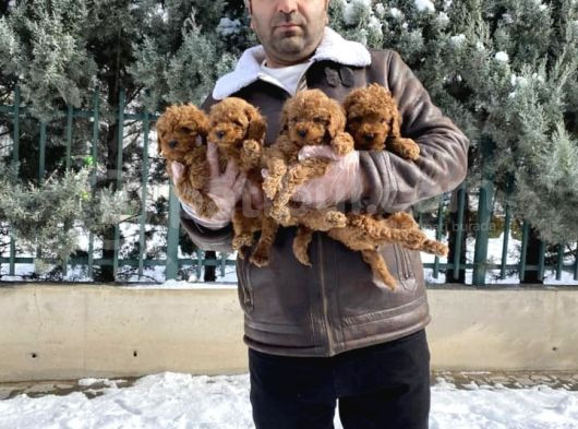Mükemmel Kali̇te Toy Poodle Yavrular Belgeli̇ Mağzamiz Ank