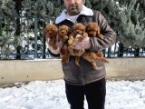 Mükemmel Kali̇te Toy Poodle Yavrular Belgeli̇ Mağzamiz Ank