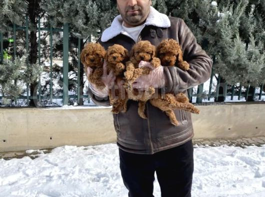 Mükemmel Kali̇te Toy Poodle Yavrular Belgeli̇ Mağzamiz Ank görsel