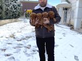 Mükemmel Kali̇te Toy Poodle Yavrular Belgeli̇ Mağzamiz Ank