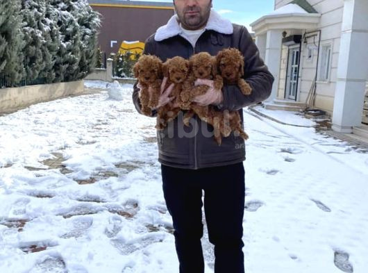 Mükemmel Kali̇te Toy Poodle Yavrular Belgeli̇ Mağzamiz Ank görsel