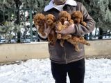 Mükemmel Kali̇te Toy Poodle Yavrular Belgeli̇ Mağzamiz Ank