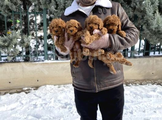 Mükemmel Kali̇te Toy Poodle Yavrular Belgeli̇ Mağzamiz Ank görsel