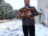 Mükemmel Kali̇te Toy Poodle Yavrular Belgeli̇ Mağzamiz Ank