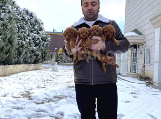 Mükemmel Kali̇te Toy Poodle Yavrular Belgeli̇ Mağzamiz Ank görsel