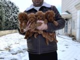 Mükemmel Kali̇te Toy Poodle Yavrular Belgeli̇ Mağzamiz Ank