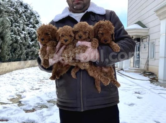 Mükemmel Kali̇te Toy Poodle Yavrular Belgeli̇ Mağzamiz Ank görsel