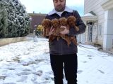 Mükemmel Kali̇te Toy Poodle Yavrular Belgeli̇ Mağzamiz Ank