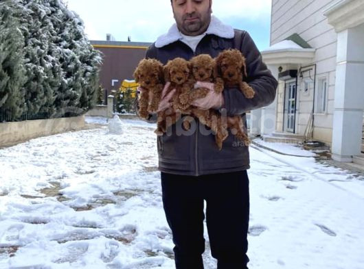 Mükemmel Kali̇te Toy Poodle Yavrular Belgeli̇ Mağzamiz Ank görsel