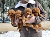 Mükemmel Kali̇te Toy Poodle Yavrular Belgeli̇ Mağzamiz Ank