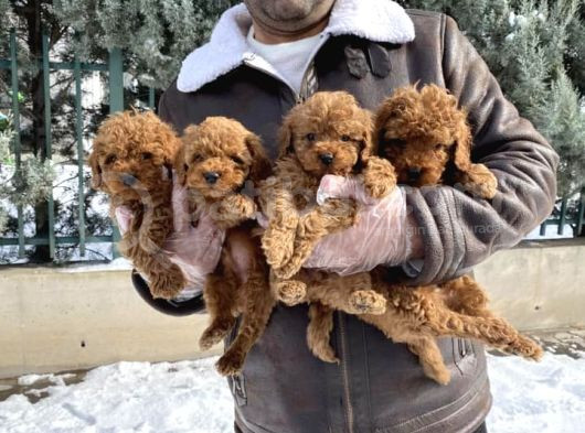 Mükemmel Kali̇te Toy Poodle Yavrular Belgeli̇ Mağzamiz Ank görsel