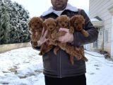 Mükemmel Kali̇te Toy Poodle Yavrular Belgeli̇ Mağzamiz Ank