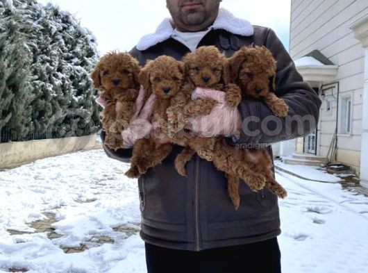 Mükemmel Kali̇te Toy Poodle Yavrular Belgeli̇ Mağzamiz Ank görsel