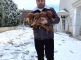 Mükemmel Kali̇te Toy Poodle Yavrular Belgeli̇ Mağzamiz Ank